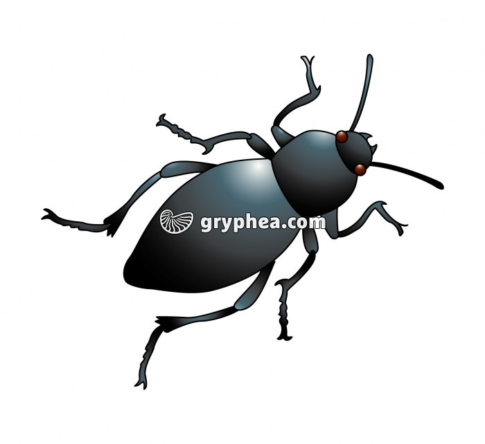 Scarabée (insecte) - infographie - gryphea.com